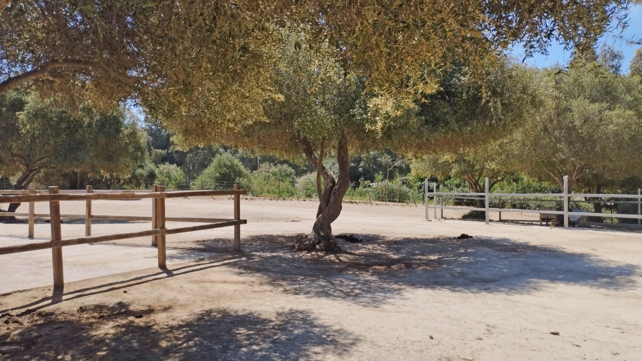 2330 Andalusien, Costa de la Luz, Vejer de la Frontera, Los Canos, Finca, Pferdehaltung verkaufen