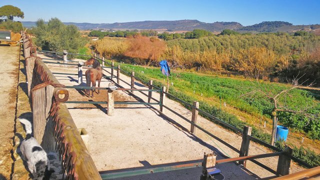 Andalusien, Arcos, Finca für Pferdeliebhaber zu verkaufen