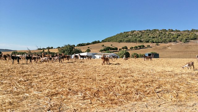 Andalusien, Vejer de la Frontera - Finca zum renovieren zu verkaufen