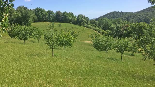 2339 italien, toskana, provinz pisa, grossen finca zu verkaufen