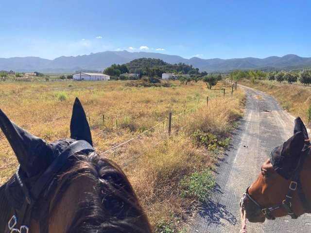 2342 Spanien, Murcia, Campo de Ricote - Finca mit 2 Häusern und Pferdestall zu verkaufen