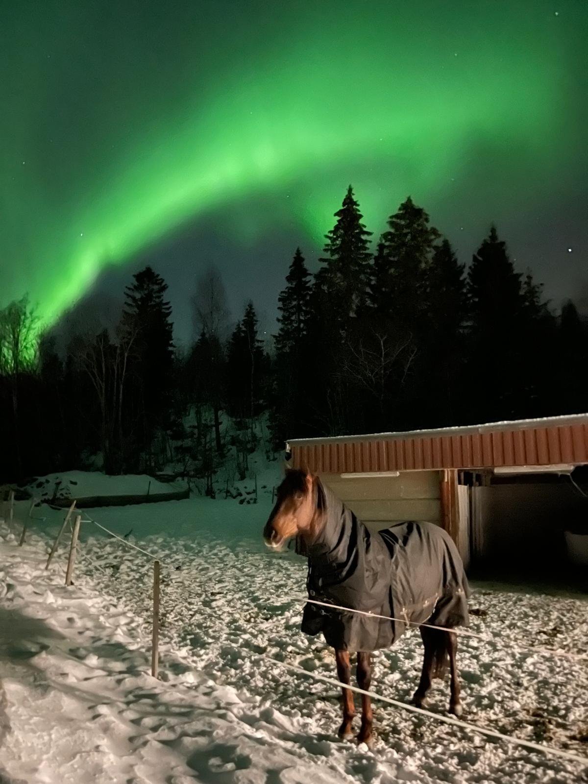 2317 Haus mit Pferdestall, Norwegen, Nord-Trondelag, Skatval zu verkaufen