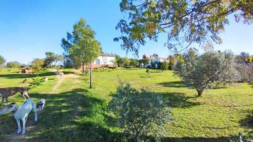 2420 andalusia, province huelva, la palma del condado, countryhouse, finca for sale